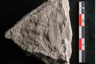 Foto (Detailansicht) von Dictyopteris brongniarti Gutb. (NHMW-GEO-2024-0188-10774)